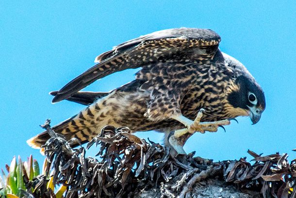 Falcon in nest with one foot up