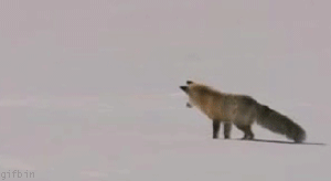 fox ninja
