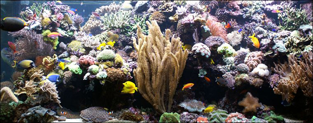 David Saxby's Aquarium