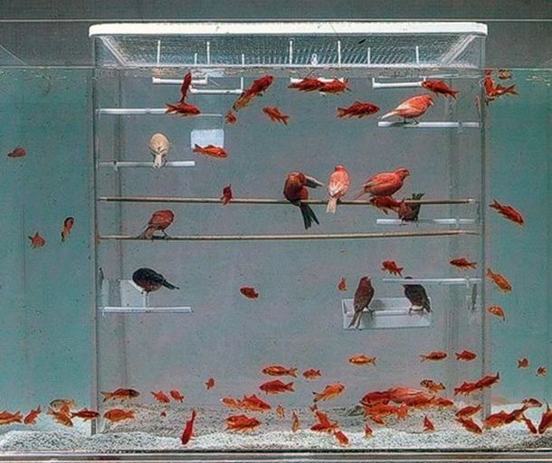 Bird Fish Tank