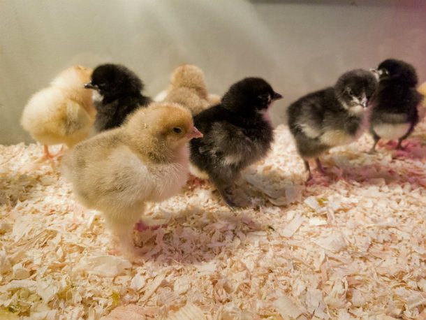 week-old-baby-chicks-1521431276C8I