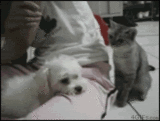 cat getting dog's attention