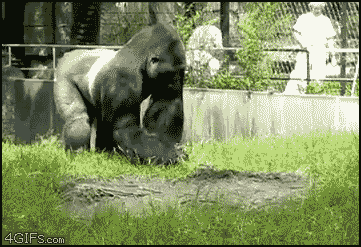 Gorilla throwing poop at keepers