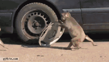 monkeys stealing rims