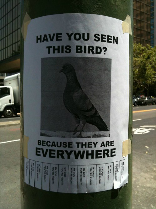 Have you seen this bird? Because they are everywhere!