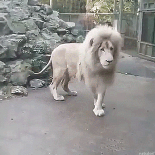 08-funny-gif-256-lion-sees-bubble