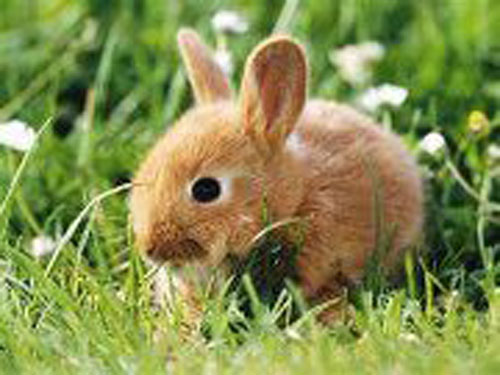 Bunny_rabbit