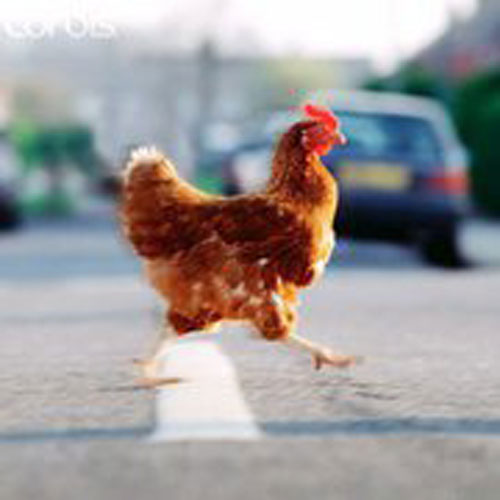 Chicken_crossing_road