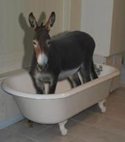 Donkey_in_bathtub
