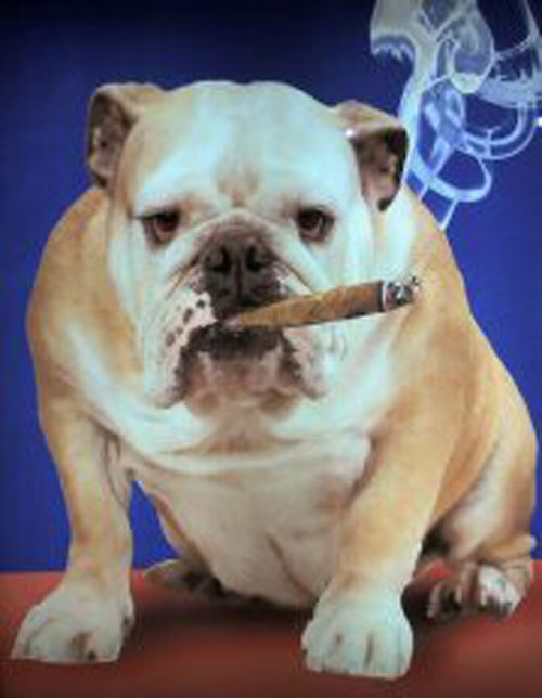 Smoking_dog