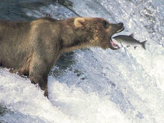 Fish jumping into mouth of grizzly bear