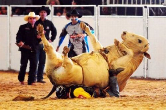 Bull crushing a man