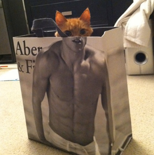 Bodybuilder cat