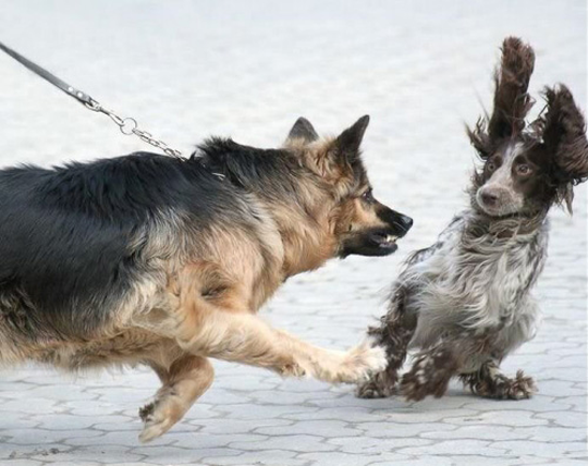 Dog scaring another dog