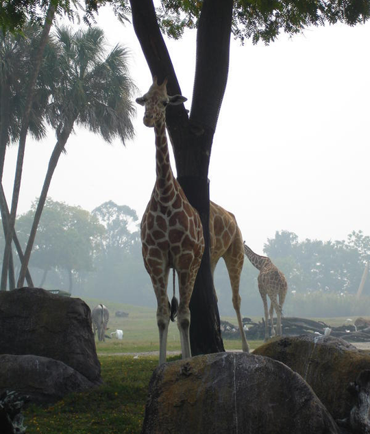 Tree splitting giraffe in half