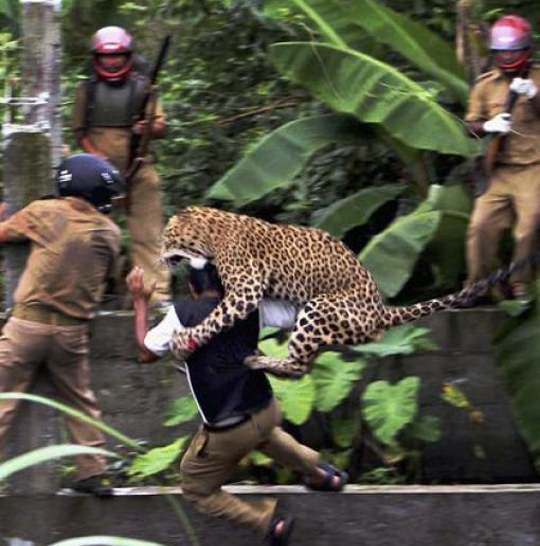 Leopard attacking a man