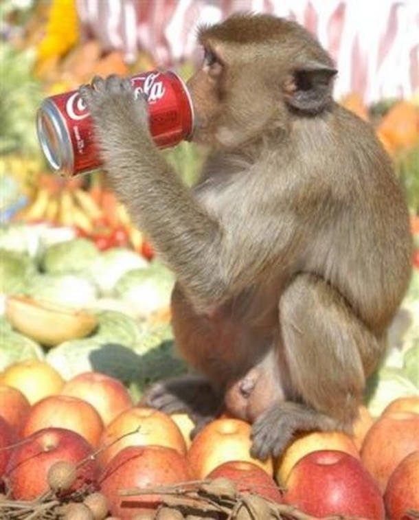 monkey soda