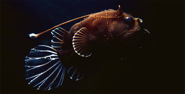 25 Most Terrifying Deep Sea Creatures