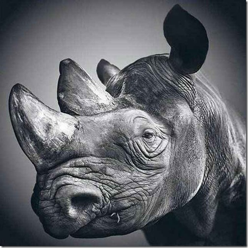 Rhinoceros pencil drawing