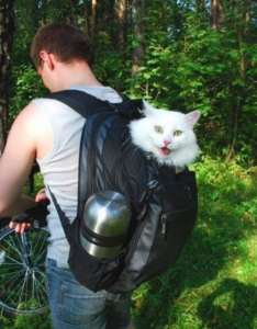 Cat in backpack