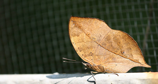 Dead Leaf Butterfly