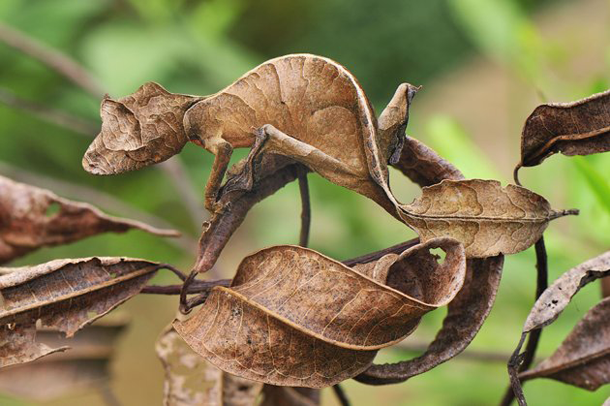 Fantastic Leaf-Tail Gecko