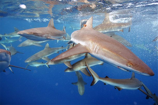 pacific sharks