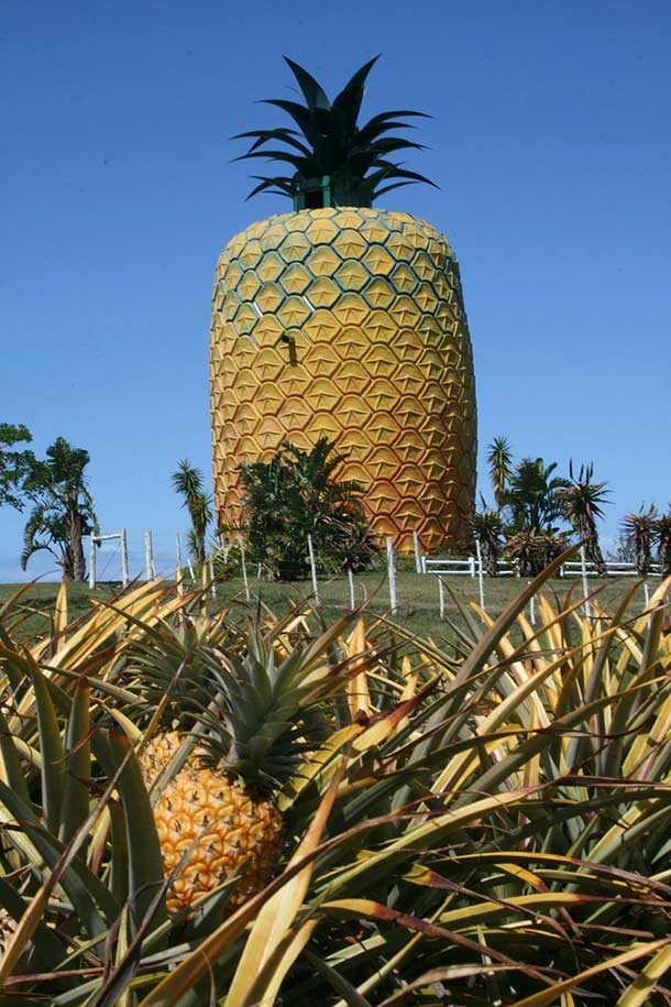 pineapple building