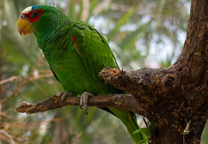 White fronted parrot