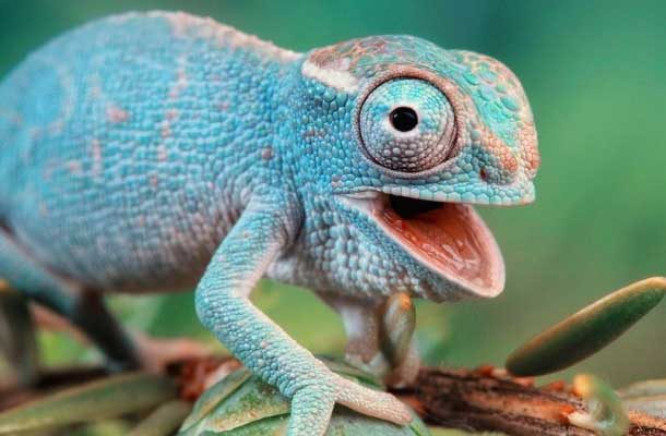 funny blue chameleon