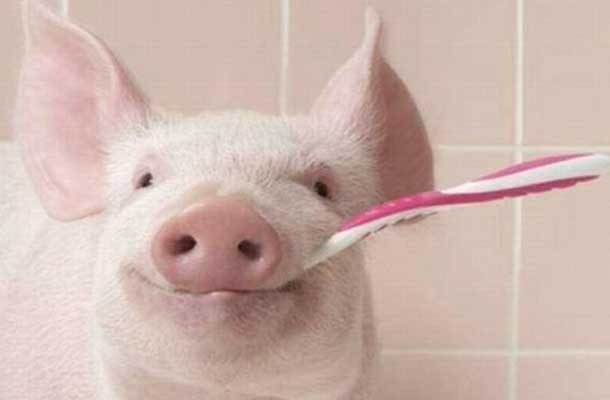 pig with toothbrush