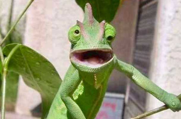 chameleon with funny face and rolling eyes