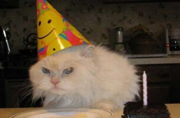 cat in birthday hat