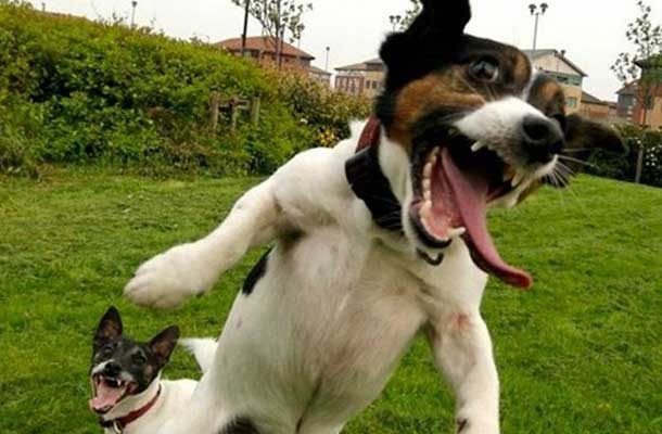 two dogs, one jumping with mouth open