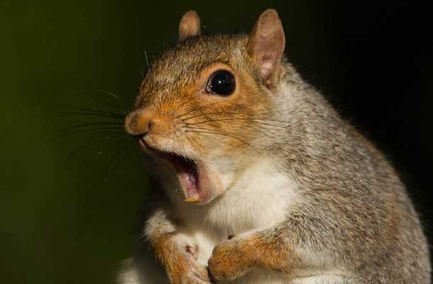 squirrel with shocked face
