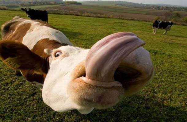 cow with tongue sticking out