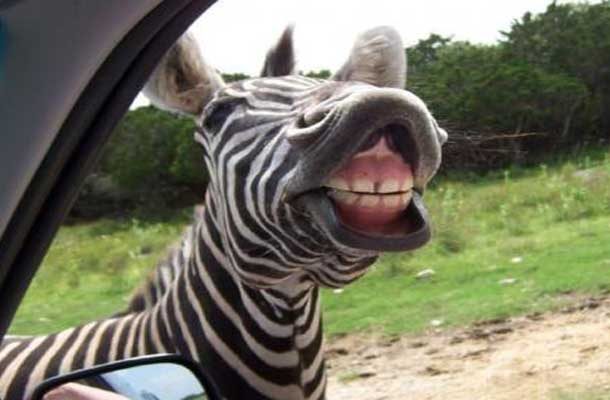 zebra baring his teeth