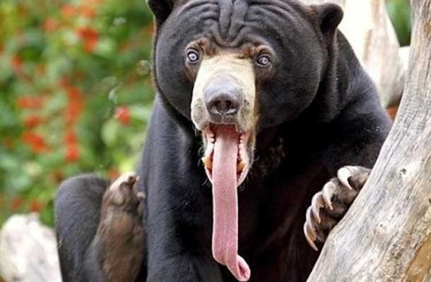 bear with tounge out