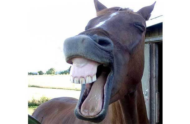 horse showing his teeth