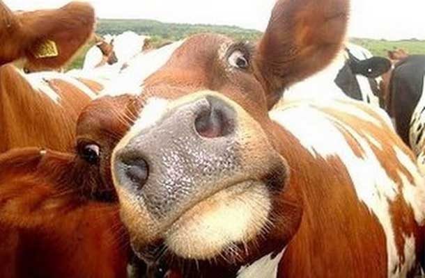 cow tilting head with funny face