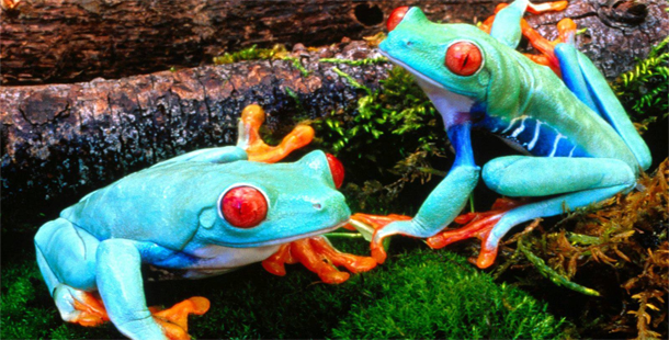 A pair of blue frogs with red eyes
