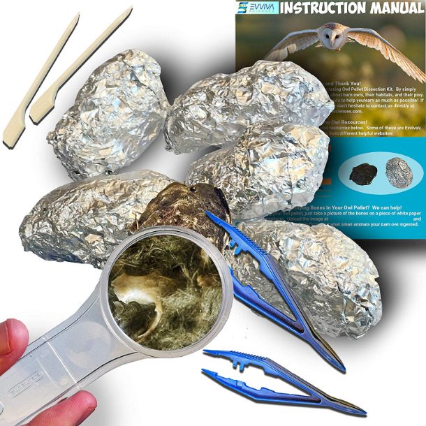 Owl pellet kit for dissection