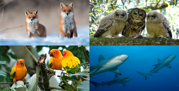 25 Strange Names For Groups Of Animals