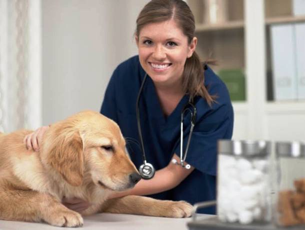 Veterinary Technologist & Technician