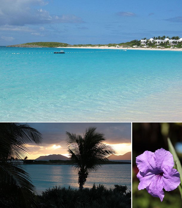 Image collage of Anquilla including clear blue beach, tropical sunset, and purple flower