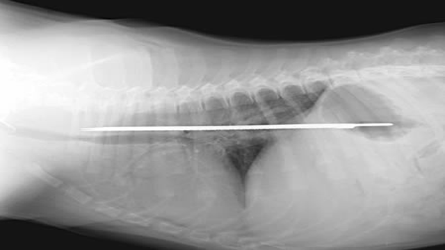 knife in puppy's stomach xray