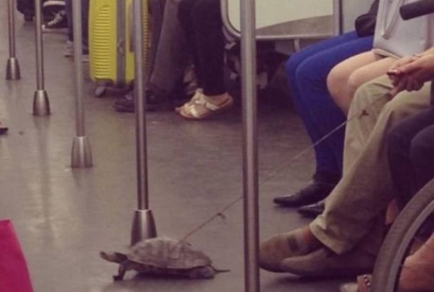 man sites with turtle on floor tied to a string