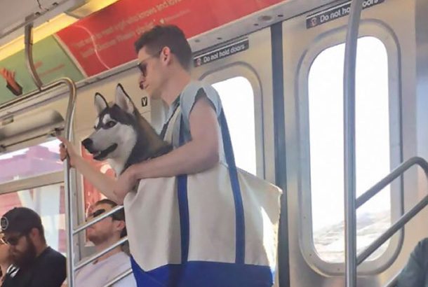 man holds large husky dog in canvas tote