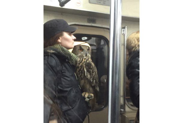 woman stands with large owl perched on her hand