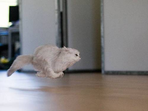 Hover Animals